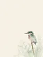 Kingfisher illustration